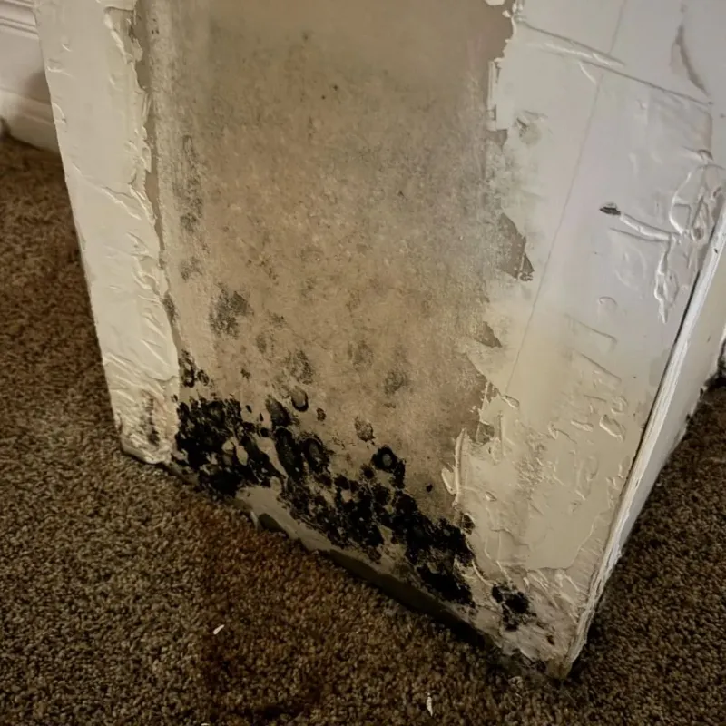 Professional Mold Removal in Fauquier County, VA
